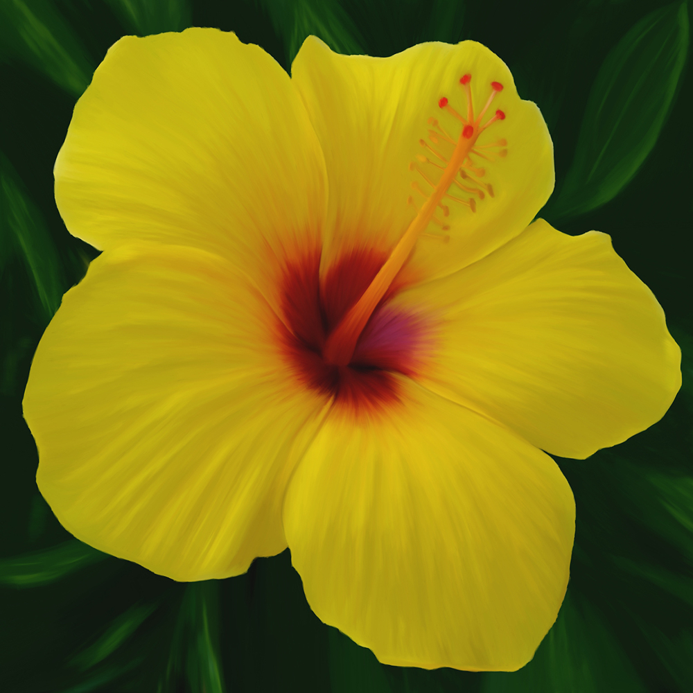 Yellow Hibiscus